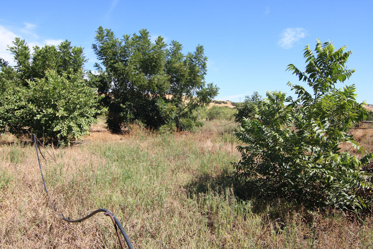 NICE LAND OF THE VILLAGE IN COIN HAS 2.351 M2, GOOD ACCESS ROAD TOTALLY ASPHALTED, WITH FRUIT TREES LIKE MANDARINS, ORANGE TREES, VINES....