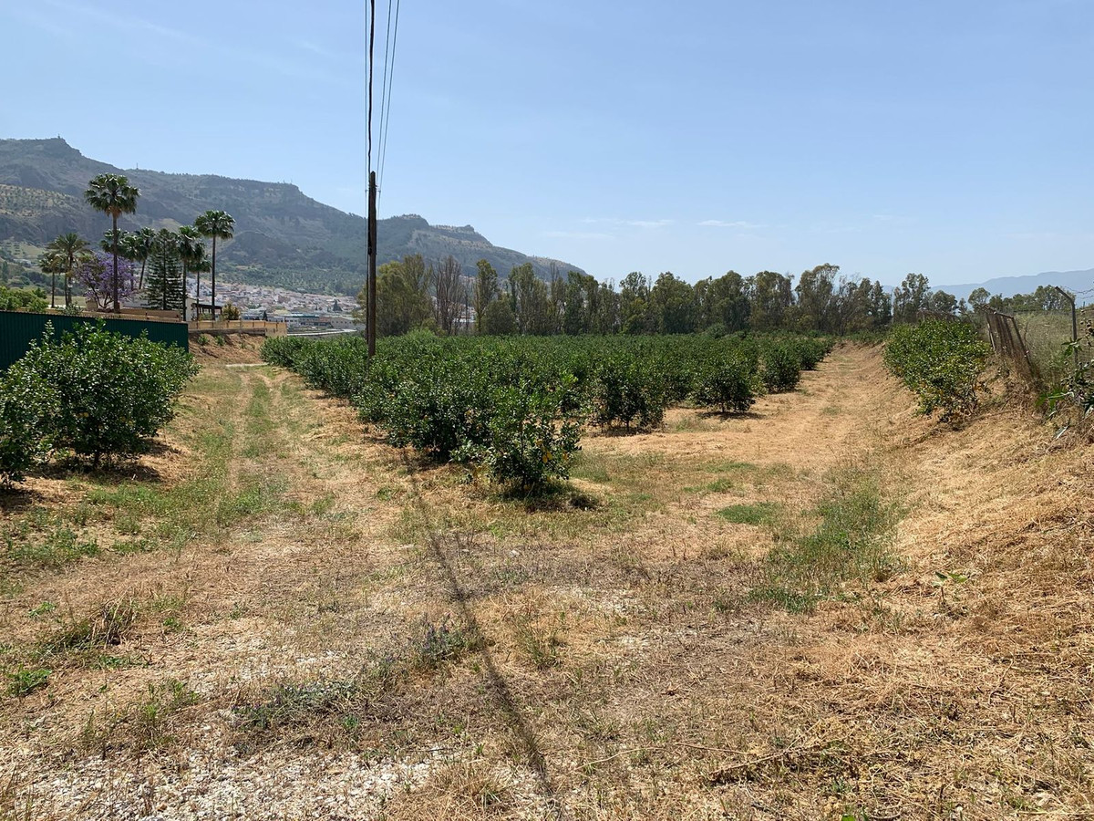Impressive rustic plot in Pizarra of more than 20,000 square meters, potentially can be reclassified as developable land, is currently oriented to the