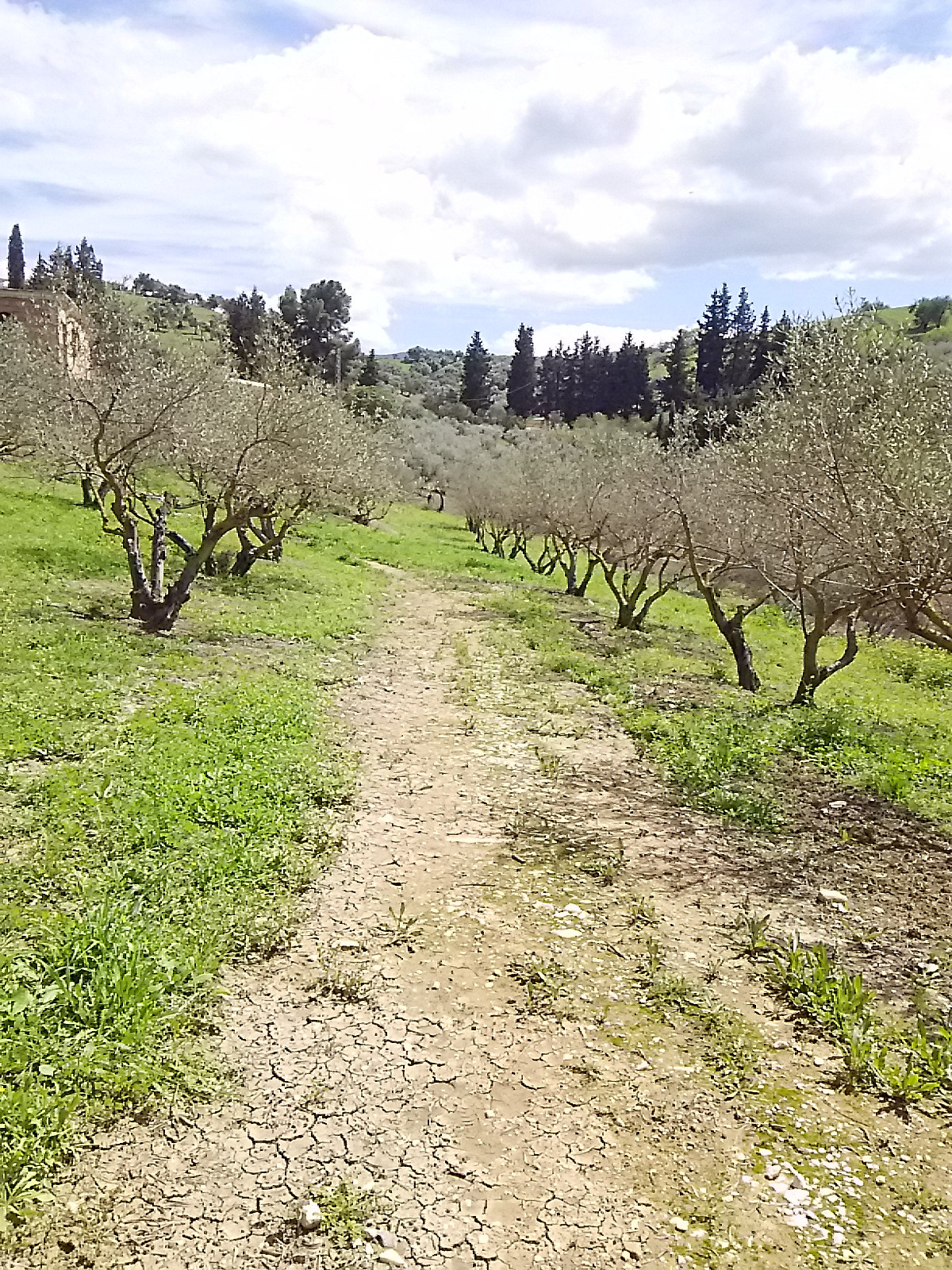Fabulous farm of 11,000 m2 in Coín with about 100 olive trees.