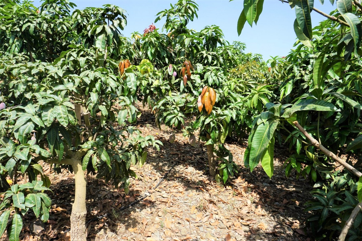 Take a look at this fantastic irrigation plot with fruit trees.