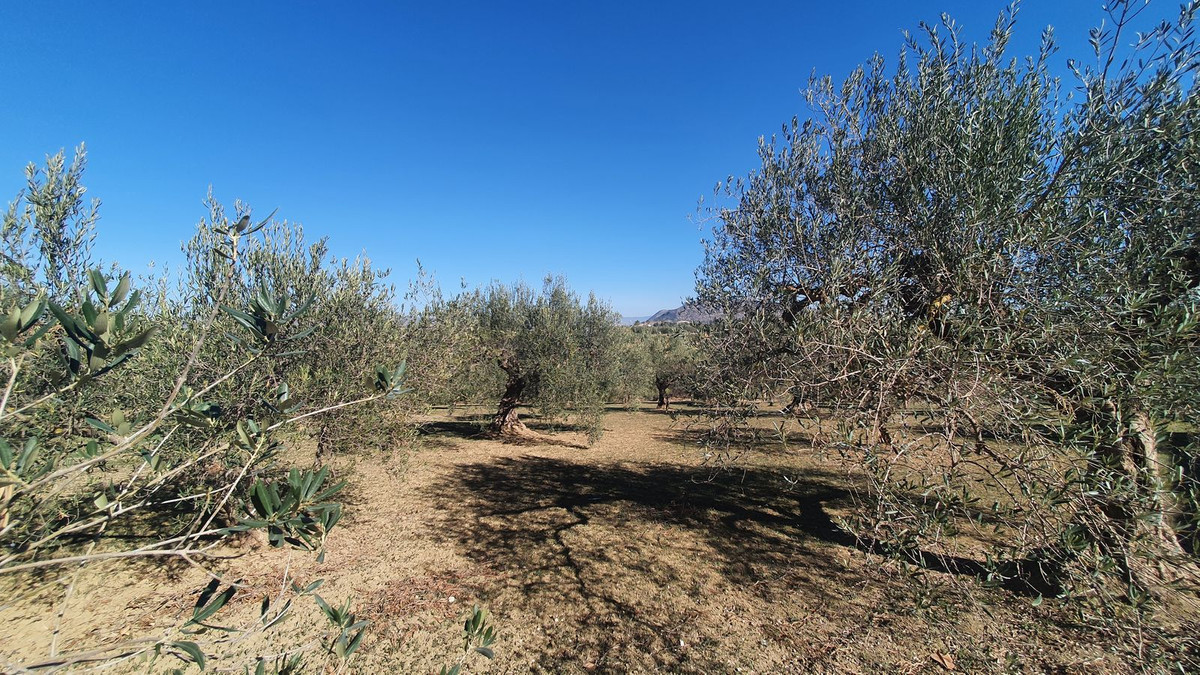						Plot  Land
													for sale 
																			 in Alhaurín el Grande
					