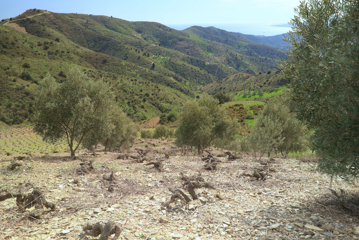 Large rustic plot in Moclinejo, one of the White Towns of the Axarquia Malagueña.