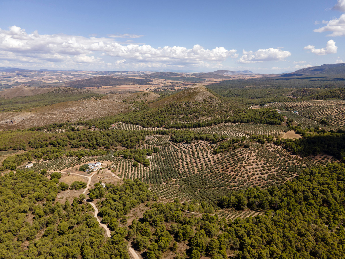 "El Cura" is a spectacular olive grove estate of approximately 500.000 m2, with between 5., Spain