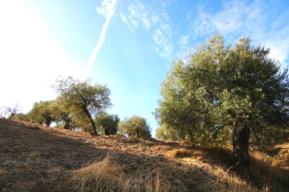 NICE OLIVE GROVE IN THE VILLAGE OF TOLOX HAS 9.283 M2, GOOD ACCESS, WATER TANK IN THE SAME PROPERTY, 60 OLIVE TREES DISTRIBUTED BETWEEN MANZANILLAS...