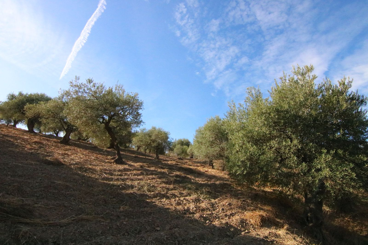 NICE OLIVE GROVE IN THE VILLAGE OF TOLOX HAS 9.283 M2, GOOD ACCESS, WATER TANK IN THE SAME PROPERTY, 60 OLIVE TREES DISTRIBUTED BETWEEN MANZANILLAS...