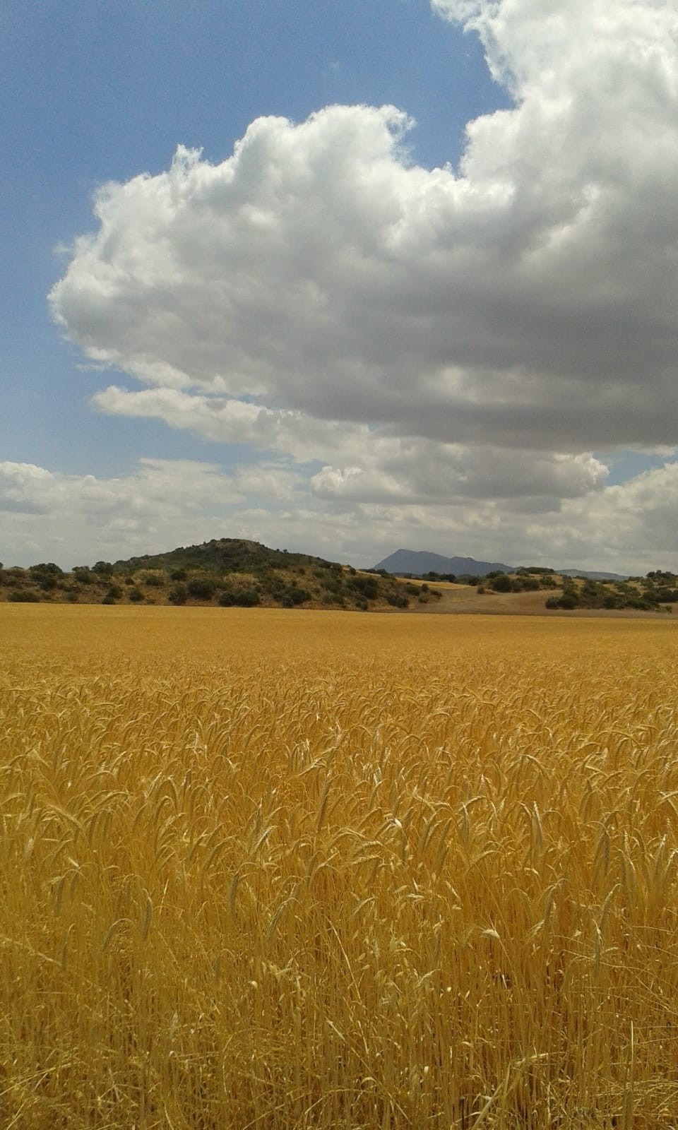 Huge finca of 298 hectares (298.000 square meters) located 21 kms West of Antequera, between Bobadilla and Campillos, destined for agricultural use.