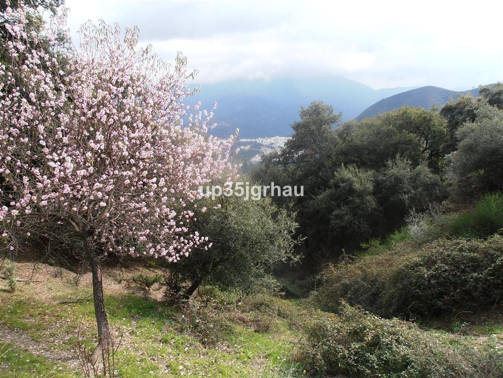 Rustic land with 4 hectares of land, located in the Serrania de Ronda, municipality of Algatocín 2 km from the village, very close to the Ronda-Alg...