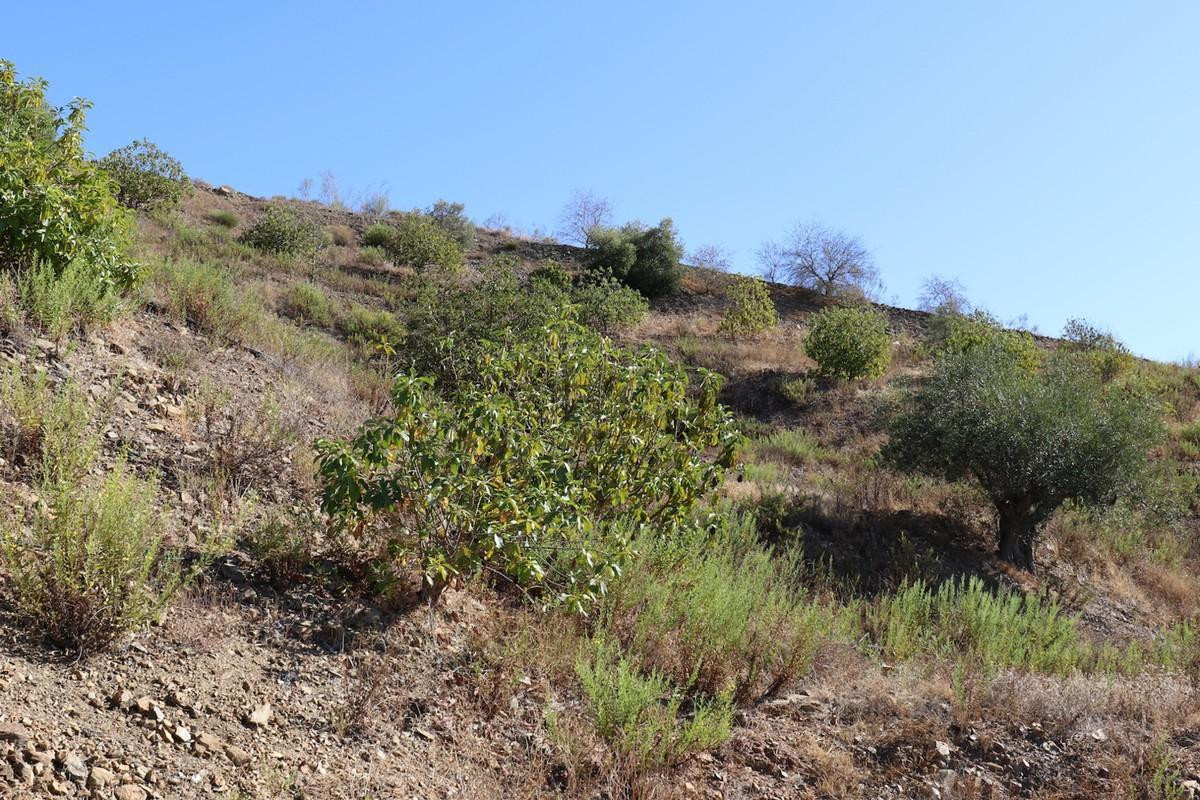Large plot of land dotted with around 700 Avocado trees in the Alora countryside.